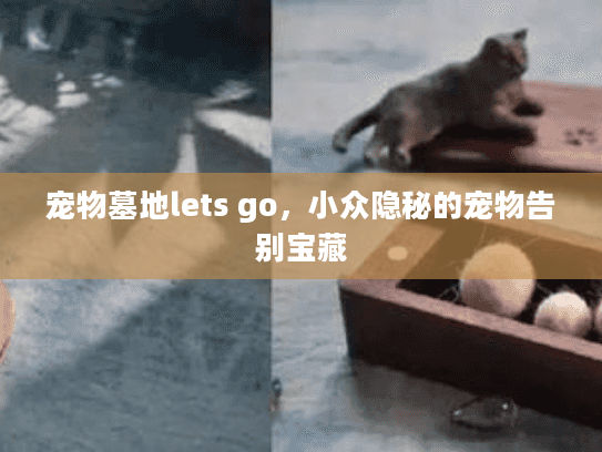 宠物墓地lets go，小众隐秘的宠物告别宝藏