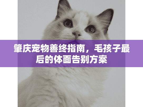 肇庆宠物善终指南，毛孩子最后的体面告别方案