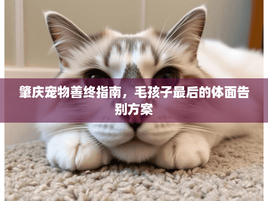 肇庆宠物善终指南，毛孩子最后的体面告别方案