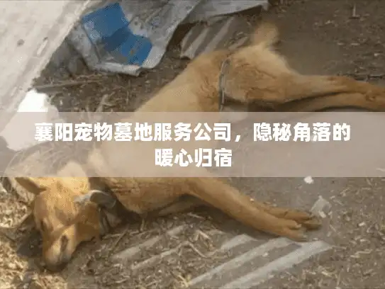襄阳宠物墓地服务公司，隐秘角落的暖心归宿