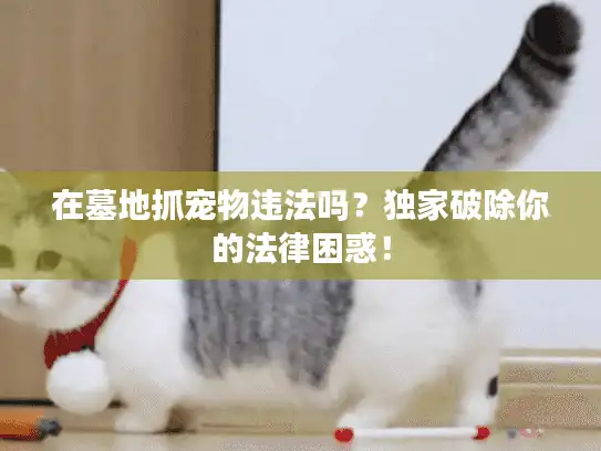 在墓地抓宠物违法吗?独家破除你的法律困惑! 在墓地抓宠物违法吗?独家破除你的法律困惑!