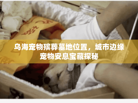 乌海宠物殡葬墓地位置，城市边缘宠物安息宝藏探秘