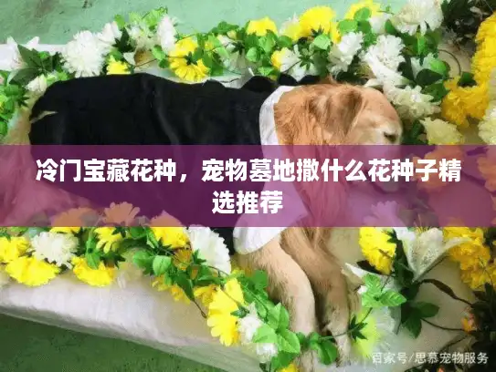 冷门宝藏花种,宠物墓地撒什么花种子精选推荐 冷门宝藏花种,宠物墓地撒什么花种子精选推荐