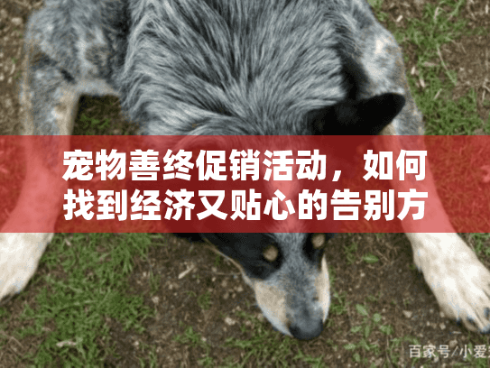 宠物善终促销活动，如何找到经济又贴心的告别方案？