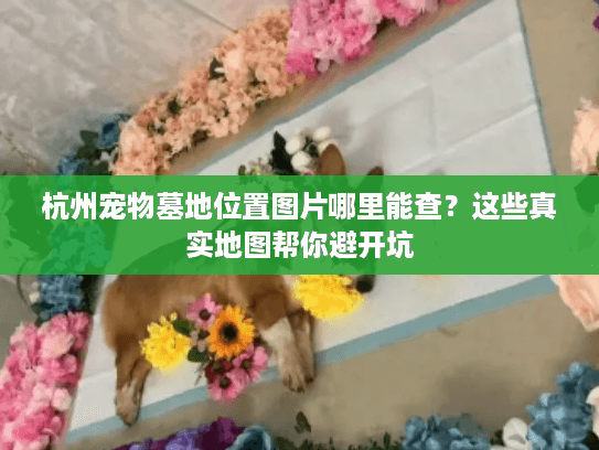 杭州宠物墓地位置图片哪里能查？这些真实地图帮你避开坑