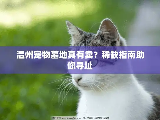 温州宠物墓地真有卖？稀缺指南助你寻址