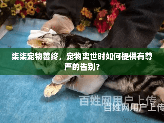 柒柒宠物善终,宠物离世时如何提供有尊严的告别? 柒柒宠物善终,宠物离世时如何提供有尊严的告别?