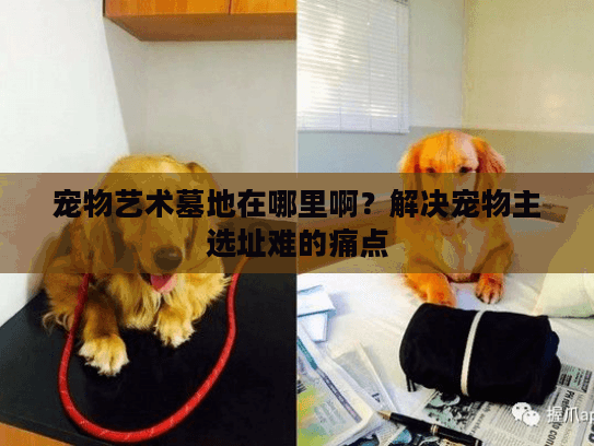 宠物艺术墓地在哪里啊？解决宠物主选址难的痛点