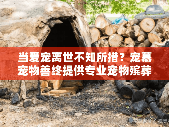 当爱宠离世不知所措?宠慕宠物善终提供专业宠物殡葬服务 当爱宠离世不知所措?宠慕宠物善终提供专业宠物殡葬服务