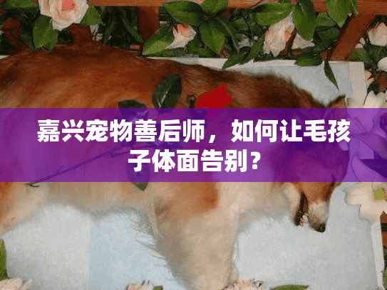 嘉兴宠物善后师，如何让毛孩子体面告别？
