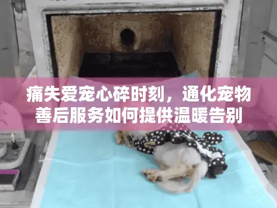 痛失爱宠心碎时刻,通化宠物善后服务如何提供温暖告别 痛失爱宠心碎时刻,通化宠物善后服务如何提供温暖告别