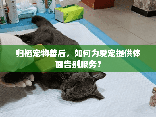 归栖宠物善后，如何为爱宠提供体面告别服务？