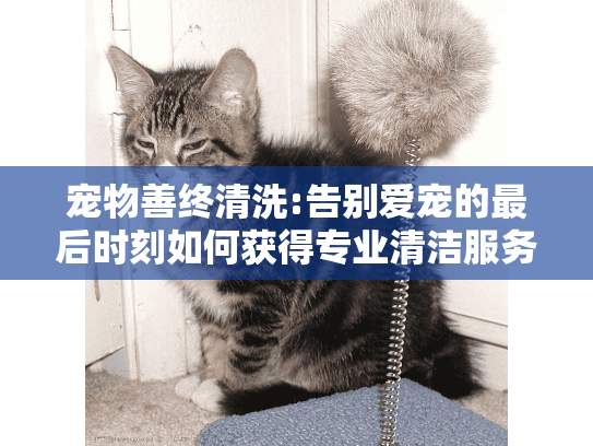 宠物善终清洗:告别爱宠的最后时刻如何获得专业清洁服务?