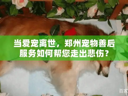 当爱宠离世,郑州宠物善后服务如何帮您走出悲伤? 当爱宠离世,郑州宠物善后服务如何帮您走出悲伤?