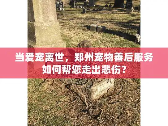 当爱宠离世,郑州宠物善后服务如何帮您走出悲伤? 当爱宠离世,郑州宠物善后服务如何帮您走出悲伤?