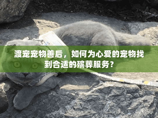 渡宠宠物善后，如何为心爱的宠物找到合适的殡葬服务？