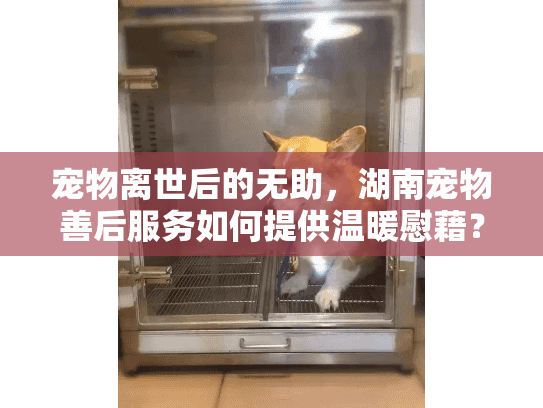 宠物离世后的无助,湖南宠物善后服务如何提供温暖慰藉? 宠物离世后的无助,湖南宠物善后服务如何提供温暖慰藉?