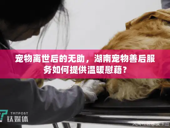宠物离世后的无助,湖南宠物善后服务如何提供温暖慰藉? 宠物离世后的无助,湖南宠物善后服务如何提供温暖慰藉?