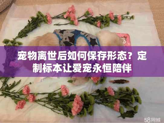 宠物离世后如何保存形态？定制标本让爱宠永恒陪伴