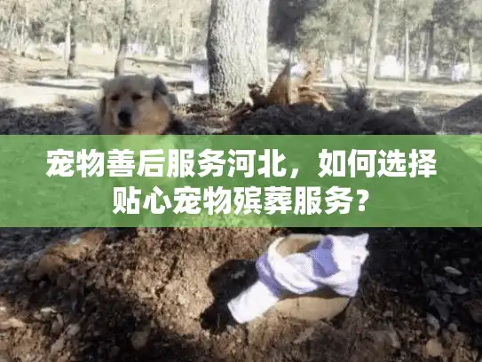 宠物善后服务河北,如何选择贴心宠物殡葬服务? 宠物善后服务河北,如何选择贴心宠物殡葬服务?