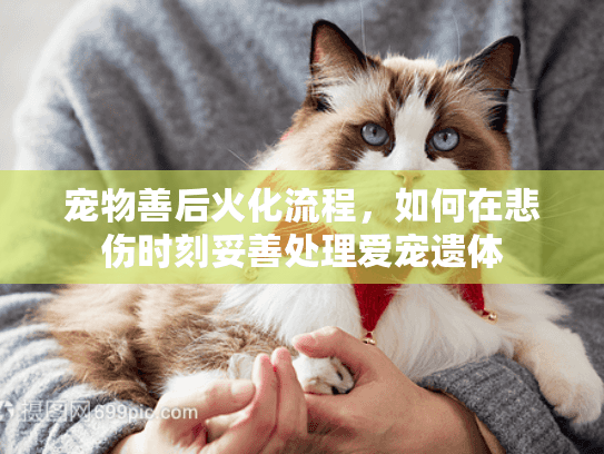 宠物善后火化流程，如何在悲伤时刻妥善处理爱宠遗体