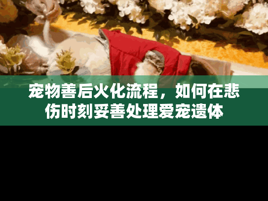 宠物善后火化流程，如何在悲伤时刻妥善处理爱宠遗体