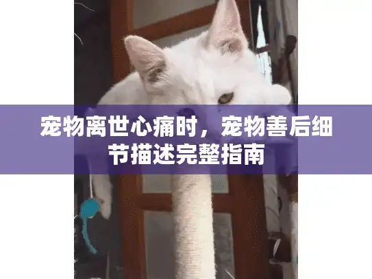 宠物离世心痛时，宠物善后细节描述完整指南
