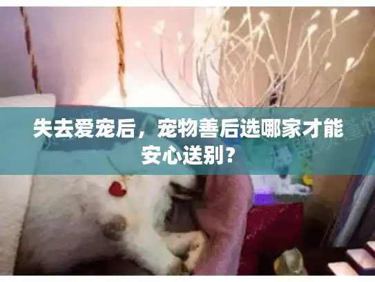 失去爱宠后,宠物善后选哪家才能安心送别? 失去爱宠后,宠物善后选哪家才能安心送别?