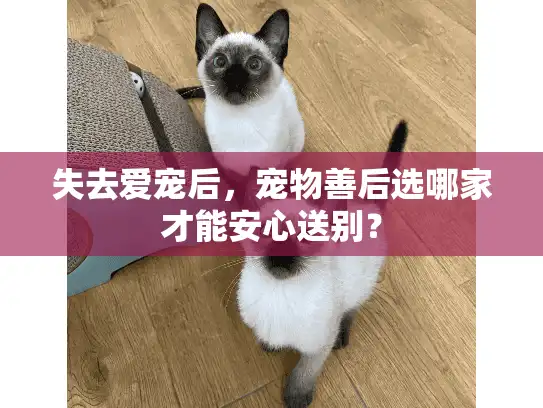 失去爱宠后,宠物善后选哪家才能安心送别? 失去爱宠后,宠物善后选哪家才能安心送别?