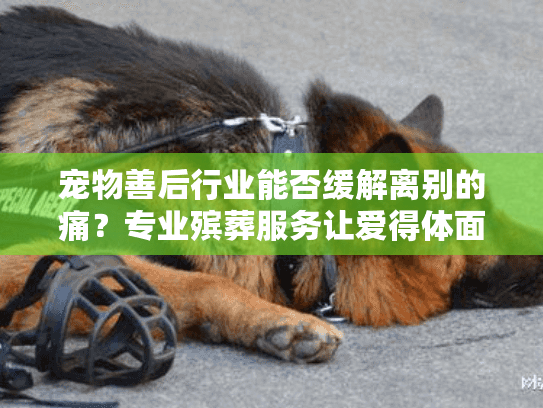 宠物善后行业能否缓解离别的痛？专业殡葬服务让爱得体面落幕