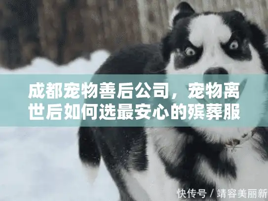 成都宠物善后公司，宠物离世后如何选最安心的殡葬服务？