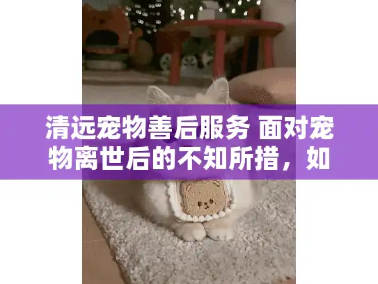清远宠物善后服务 面对宠物离世后的不知所措，如何找到贴心服务？