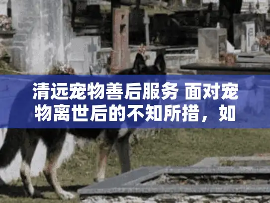 清远宠物善后服务 面对宠物离世后的不知所措，如何找到贴心服务？