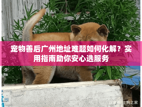 宠物善后广州地址难题如何化解？实用指南助你安心选服务