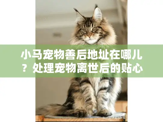 小马宠物善后地址在哪儿？处理宠物离世后的贴心选择