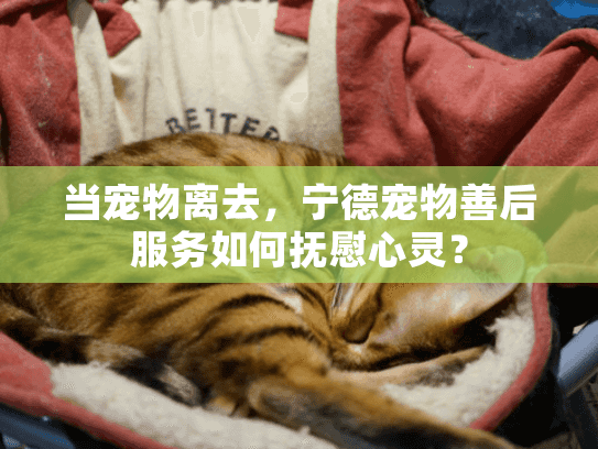 当宠物离去,宁德宠物善后服务如何抚慰心灵? 当宠物离去,宁德宠物善后服务如何抚慰心灵?