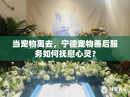 当宠物离去,宁德宠物善后服务如何抚慰心灵? 当宠物离去,宁德宠物善后服务如何抚慰心灵?