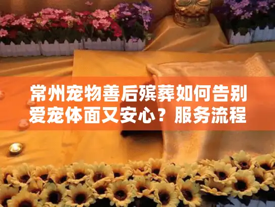 常州宠物善后殡葬如何告别爱宠体面又安心？服务流程全解析