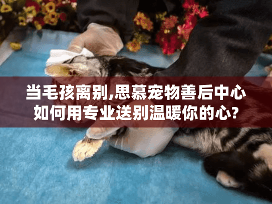 当毛孩离别,思慕宠物善后中心如何用专业送别温暖你的心?