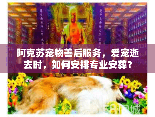 阿克苏宠物善后服务，爱宠逝去时，如何安排专业安葬？