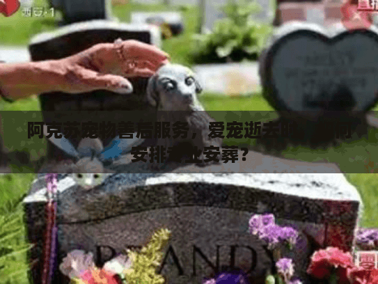 阿克苏宠物善后服务，爱宠逝去时，如何安排专业安葬？