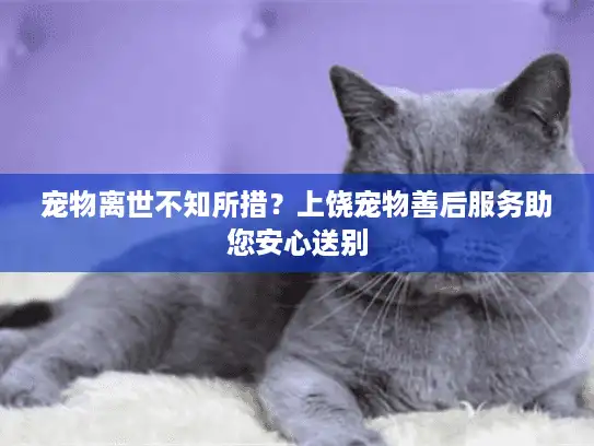 宠物离世不知所措?上饶宠物善后服务助您安心送别 宠物离世不知所措?上饶宠物善后服务助您安心送别