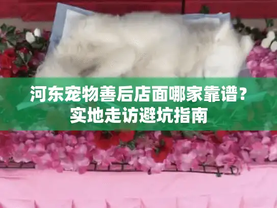 河东宠物善后店面哪家靠谱？实地走访避坑指南