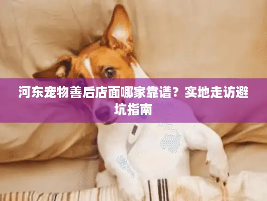 河东宠物善后店面哪家靠谱？实地走访避坑指南
