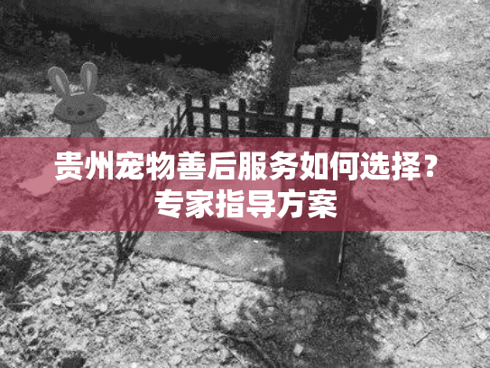 贵州宠物善后服务如何选择？专家指导方案