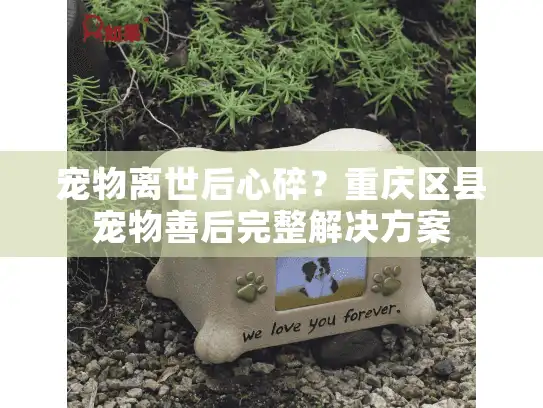 宠物离世后心碎？重庆区县宠物善后完整解决方案