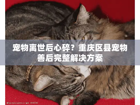 宠物离世后心碎？重庆区县宠物善后完整解决方案