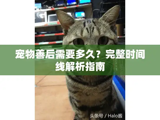 宠物善后需要多久?完整时间线解析指南 宠物善后需要多久?完整时间线解析指南