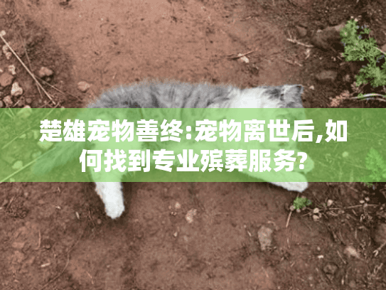 楚雄宠物善终:宠物离世后,如何找到专业殡葬服务?