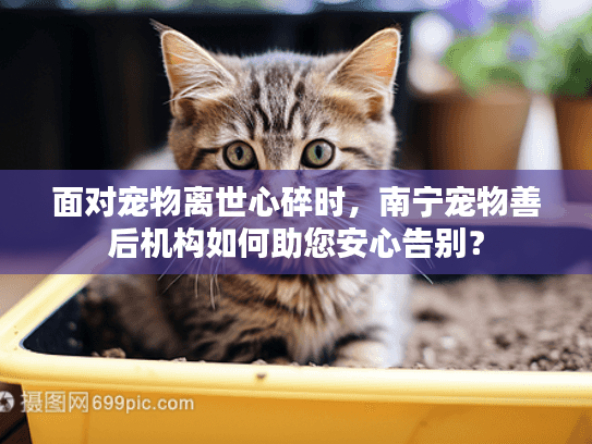面对宠物离世心碎时，南宁宠物善后机构如何助您安心告别？